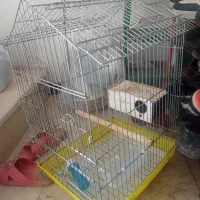 قفس پرنده|لوازم جانبی حیوانات|قائم‌شهر, |دیوار