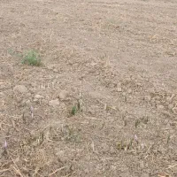 زمین بلوارتوس .زمین زعفران.|فروش زمین و ملک کلنگی|مشهد, شهید بصیر|دیوار