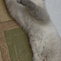 فروش تعدادی مولد اسکاتیش و بریتیش نر و ماده|گربه|اهواز, کیانپارس |دیوار