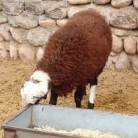 بره نر تابستون زایمان کردن