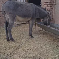 الاغ ماده|حیوانات مزرعه|کرمان, |دیوار