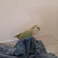 طوطی برزیلی|پرنده|سردشت, |دیوار