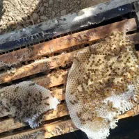 زنبور عسل ۵ -۶-۷قاب|حیوانات مزرعه|ششده و قره بلاغ, |دیوار