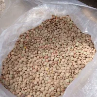 عدس بزری و خوراکی