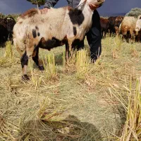 قوچ،|حیوانات مزرعه|بروجرد, |دیوار