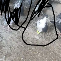 کبوتر