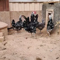 مرغ خروس گلین فول کیفیت|حیوانات مزرعه|شاهینشهر, شهرک پردیس|دیوار