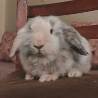 واگذاری رایگان دو عدد خرگوش لوپ|موش و خرگوش|کرج, گلشهر|دیوار