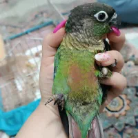 گرینچیک و برزیلی سرلاکی