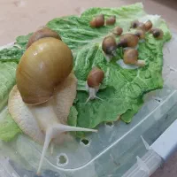 حلزون آفریقایی (آچاتینا)