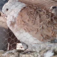 کبوتر جکسون نر و جوجه دم چتری|پرنده|پاکدشت, پاکدشت (مامازند)|دیوار