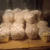 قارچ عمده و خرده|خوردنی و آشامیدنی|تهران, شادآباد|دیوار