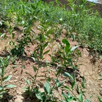 نهال انگور بادام انار انجیر|خدمات باغبانی و درختکاری|زرندیه, |دیوار