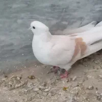 کبوتر|پرنده|سیلاخور, |دیوار