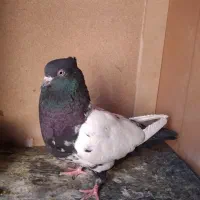 پلنگ نر|پرنده|رفسنجان, |دیوار