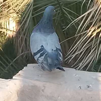 دو کفتر بازی کن