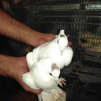 کبوتر خال توسر سرخ