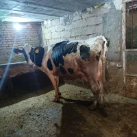 گاو هولشتاین
