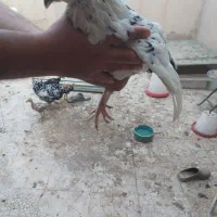 مرغ گلین