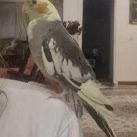 عروس هلندی|پرنده|گنبد کاووس, |دیوار