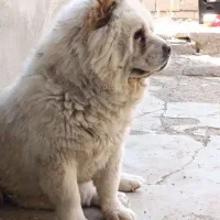 کشش چاوچاو و واگزاری وماده