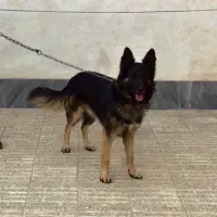 سگ ژرمن نر فروش یا معاوضه با گوشی یا دوچرخه|سگ|کرمان, |دیوار