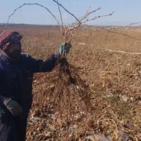 نهال انگور|خدمات باغبانی و درختکاری|تاکستان, |دیوار