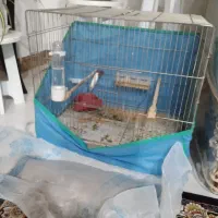 یک عدد طوطی عروس پیدا شده