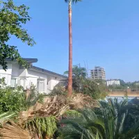 نگهداری باغچه ویلاوپوست کندن درخت نخل یا خرما|خدمات باغبانی و درختکاری|سلمانشهر, |دیوار