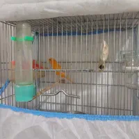 جفت قناری سرخ معاوضه با... توضیحات