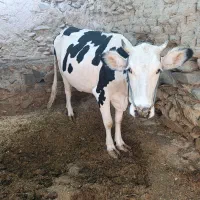 گاو وگوساله|حیوانات مزرعه|سراوان, |دیوار