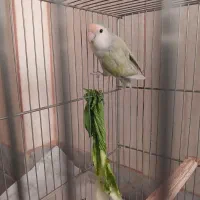 طوطی برزیلی ماده|پرنده|کرمانشاه, |دیوار