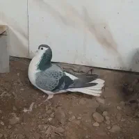 جفت دمگیر گلین