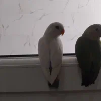 سالم است چیچ مشگلی نداره