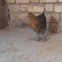 جوجه پاپر برهماا