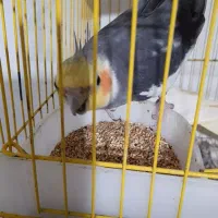 عروس هلندی گمشده  ۱ میلیون  مژدگانی برای یابنده|حیوانات|رشت, شهرک شهید مفتح|دیوار