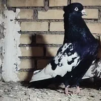سینه سیاه