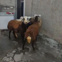 چهارتا شیشک جنس خوب