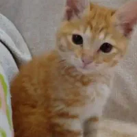 واگذاری فوری بچه گربه دی اس اچ