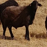 قوچ قره قزل|حیوانات مزرعه|کندوان, |دیوار