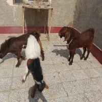 نربز|حیوانات مزرعه|زاهدان, |دیوار