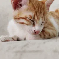 واگذاری|گربه|ساری, |دیوار