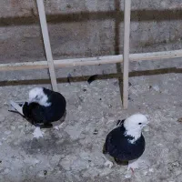 یک جفت شازده سیاه پاپر