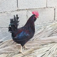 خروس پاکوتاه|حیوانات مزرعه|ریگ, |دیوار