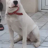 دوگو آرژانتینی ماده ۶ماهه