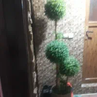 درختچه مصنوعی با گلدان حصیری|گل مصنوعی|آمل, |دیوار