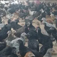 جوجه محلی