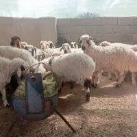 فروش بره محلی سبک وزن (سیرجان)