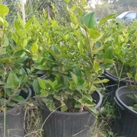 فوتونیا یاس|گل و گیاه طبیعی|کلاچای, |دیوار