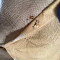 سمپاشی ساس سوسک منازل تضمینی بامجوز بهداشت وضمانت